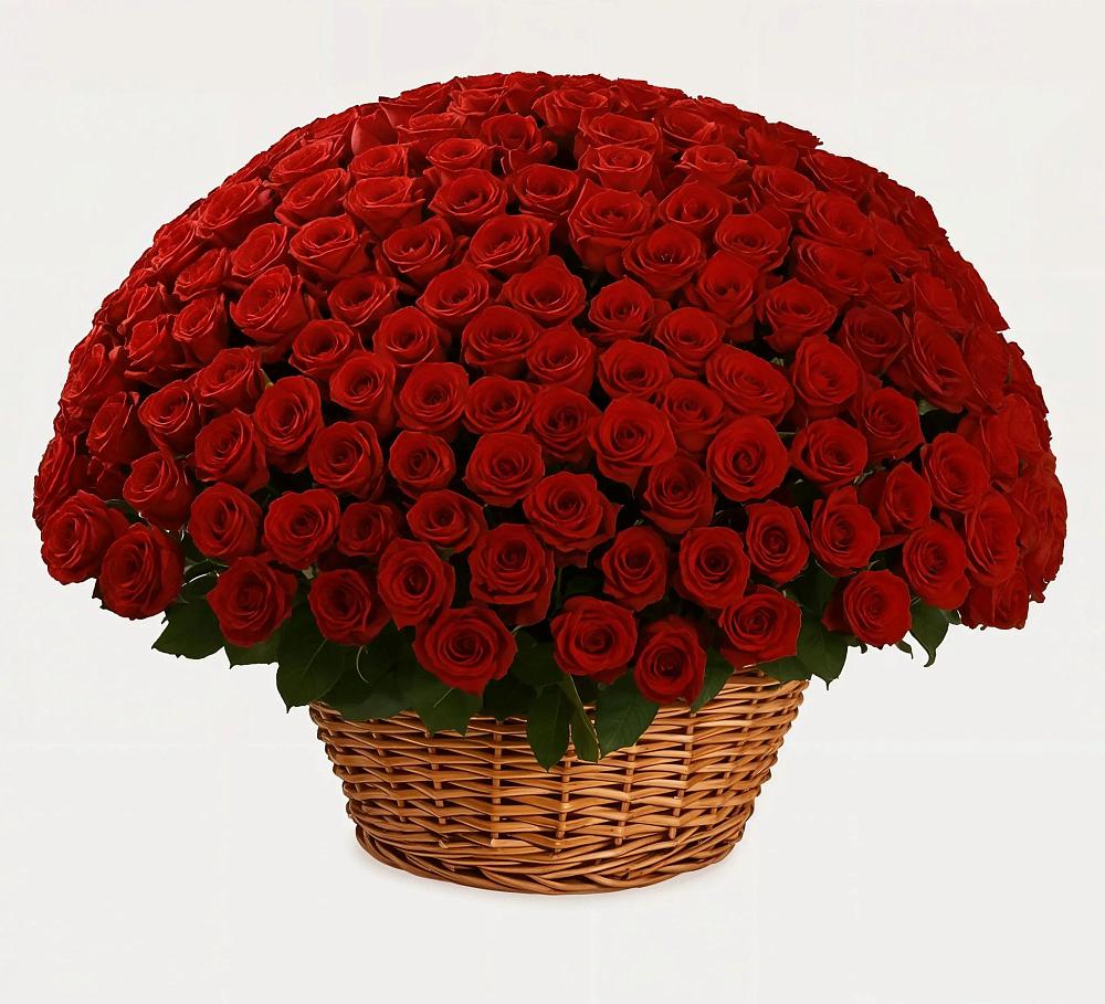 251 Премиум красная роза в Сухиничах Премиум букет из: Розы в Сухиничах